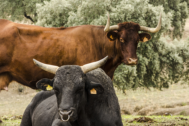 retinta y wagyu